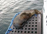 Galapagos 6-1-01 Santiago Puerto Egas Sea Lion On Eden